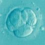 Embryo