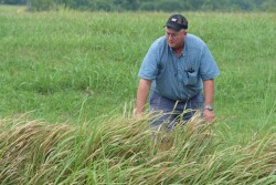 Cogongrass