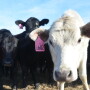 BT_Stocker_Cattle