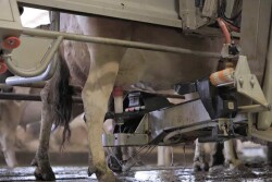 Cinnamon Ridge Dairy