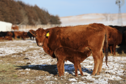 Cow UNL.png