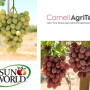 grape research