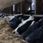 cows at the bunk