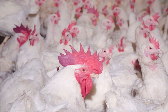 USDA Poultry Chicken House