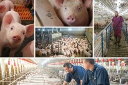 Pig Collage