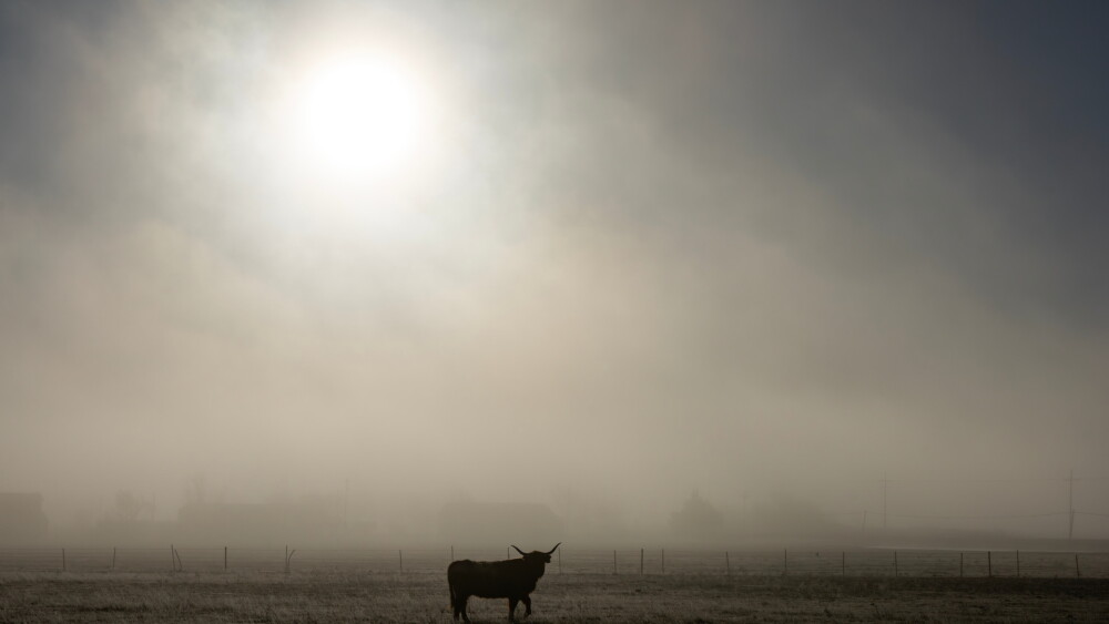 Smoke.horned.cow_.jpg