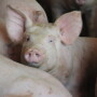 young_hog_pig6