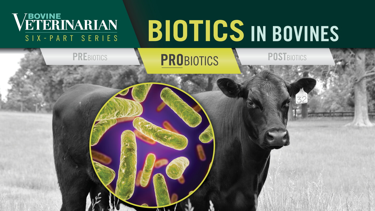Biotics in Bovines: Probiotic Applications for Beef Cattle - Drovers