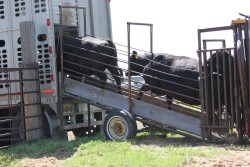 Loading Cattle