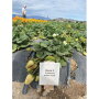 Bobalu Berries plants fronteras variety strawberries in Oxnard because they come on early when days are short in winter, says Cindy Jewell, who handles the company’s marketing.
