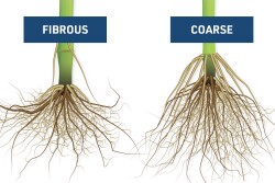 Root Type