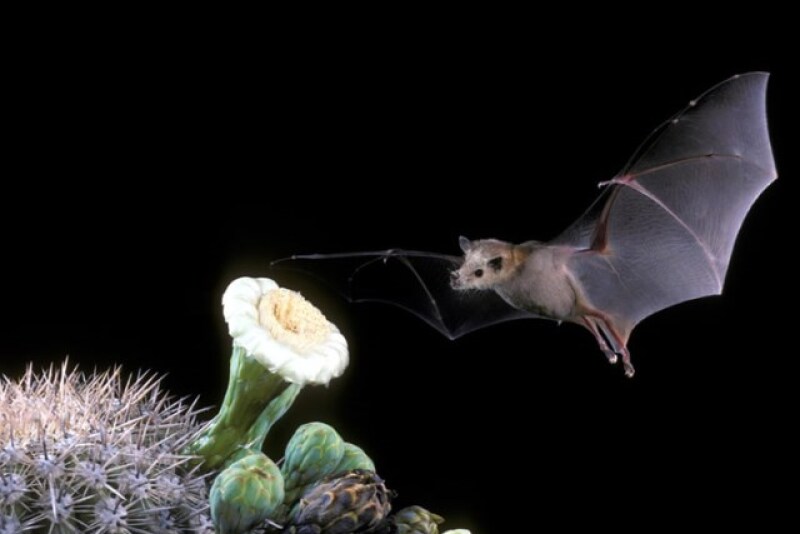 lesser_long-nosed_bat