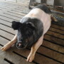 market_hogs_(13)