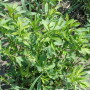 Alfalfa