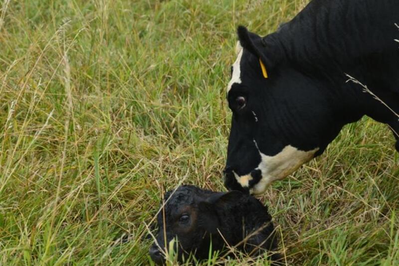 Newborn calf