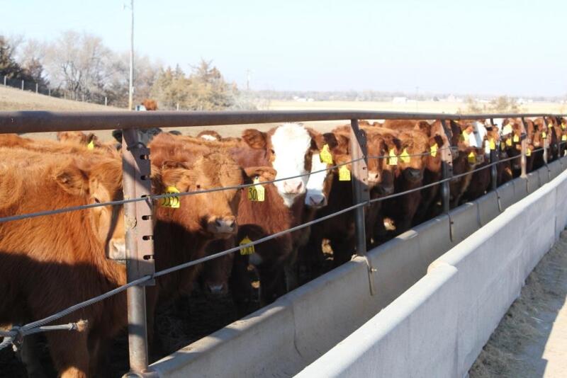 All classes of cattle traded higher.