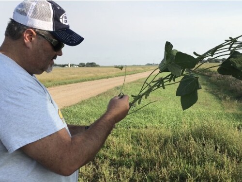 Chip Flory checks pods on the Western leg of Crop Tour.