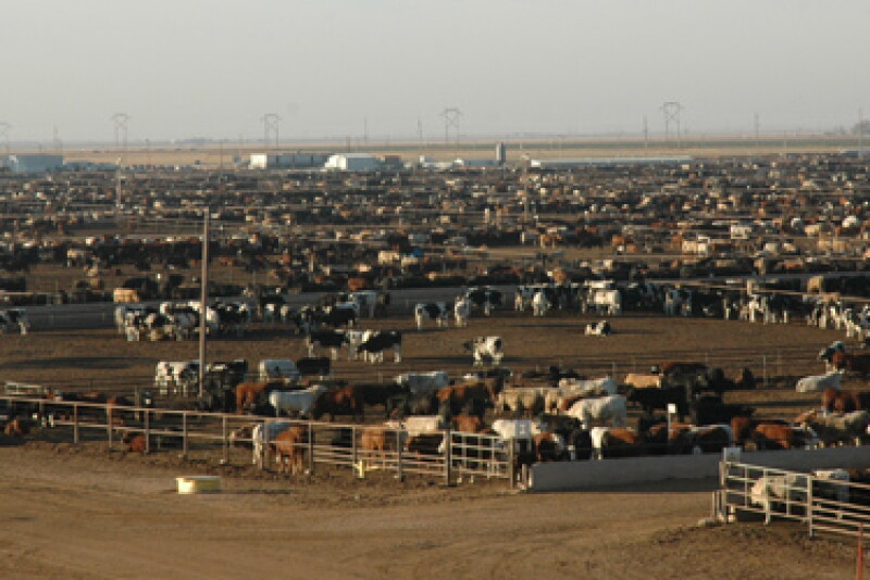 feedyard.jpg