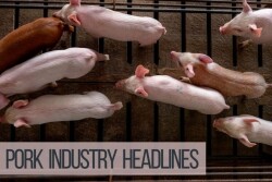 Pork Industry Headlines