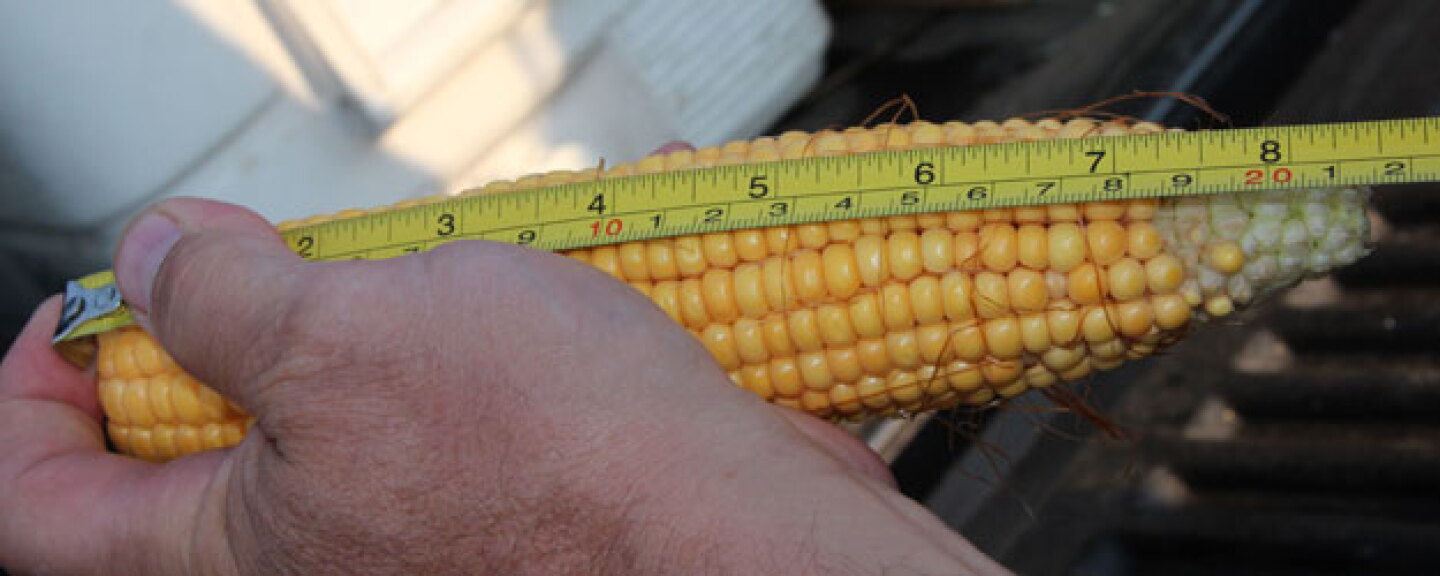 crop tour indiana corn sample