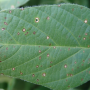 Frogeye leaf spot is resistant to some fungicides.