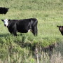 BT_Nebraska_Cow_Calf