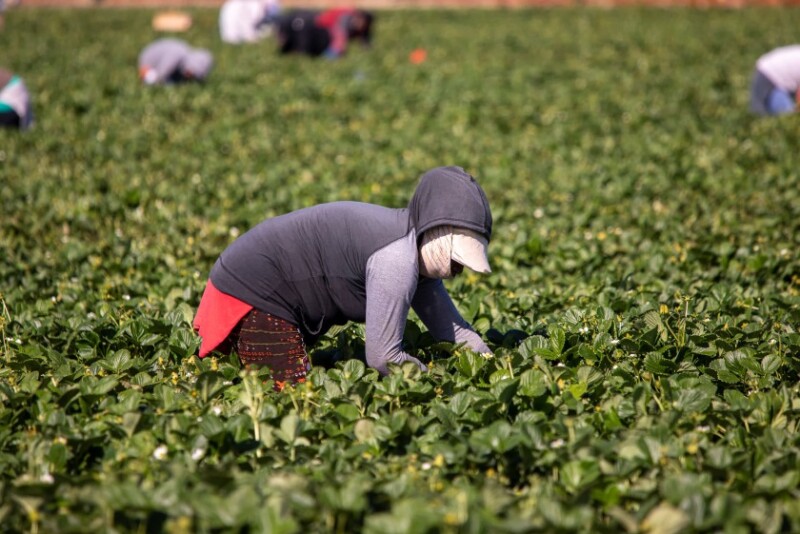 FFVA calls for ag labor reform