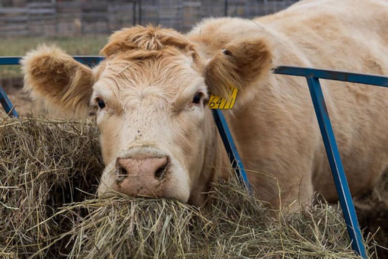 Cows