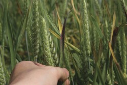 barley yellow dwarf OFG2011