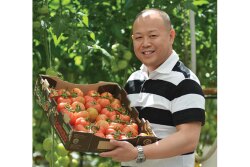 Raymond Wong, founder of Origin Organic Farms Inc., shows some greenhouse-grown tomatoes marketed by The Oppenheimer Group. Grower-shippers say greenhouse products are becoming more popular as consumers adopt more healthful eating habits.