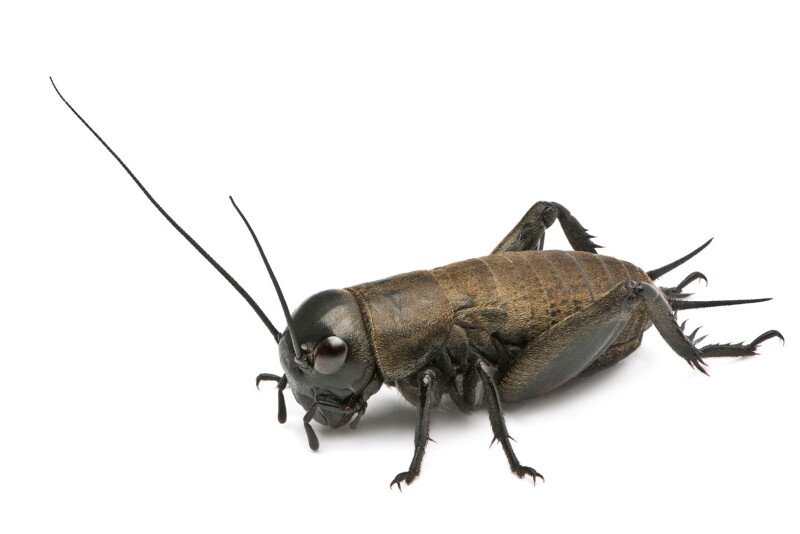 cricket