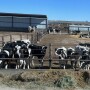 Dairy Heifers_Maureen Hanson