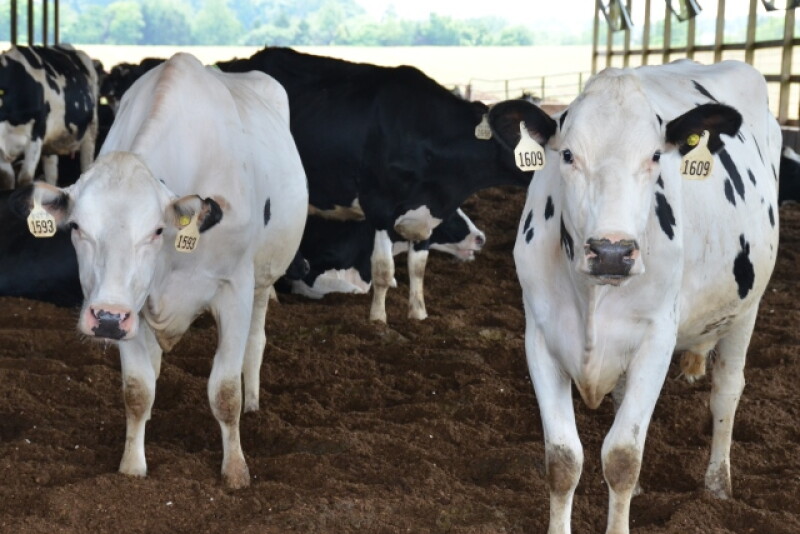DT_Dairy_Compost_Bed_Cows