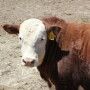 BT_Hereford_Feeder_Steer