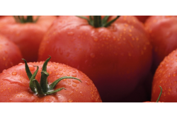 Syngenta tomato