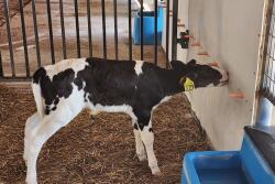 Hissongs Dairy Holstein Calves Drinking Milk