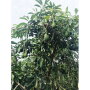 Del Rey Avocado Co. Inc. will have avocados from Peru until Labor Day, says partner Bob Lucy. This year, growers in Peru are expected to ship 190 million pounds of avocados to the U.S., with supplies available until late September, according to the Peruvian Avocado Commission.