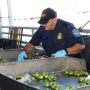 A CBP agriculture specialist examines fresh produce at Pharr International Bridge.