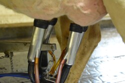 Detach milking units at the right time to avoid teat damage while still harvesting the most milk possible.