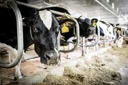 From birth onward, the School of Veterinary Medicine at the University of Wisconsin–Madison is at the forefront of developing medical care to keep dairy cows healthy.