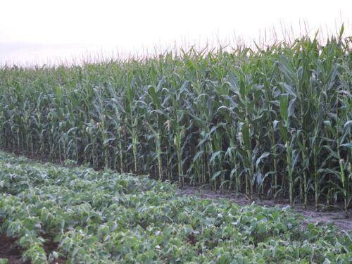 AGWeb Crop-Corn 09.jpg