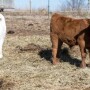 Calves BCI.jpg
