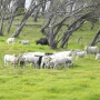 CattleParkerRanch t