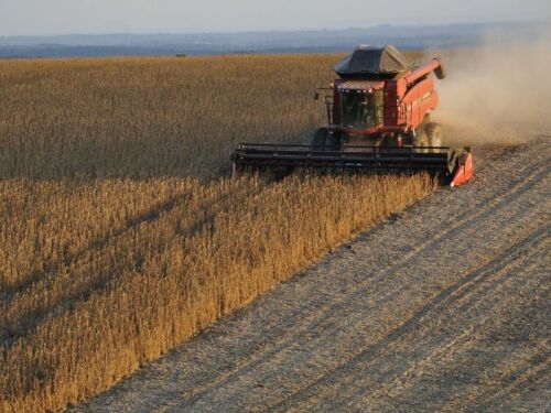 Soybean field during harvest