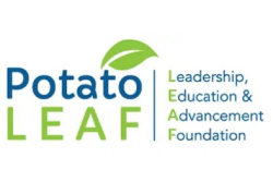 Potato Leaf