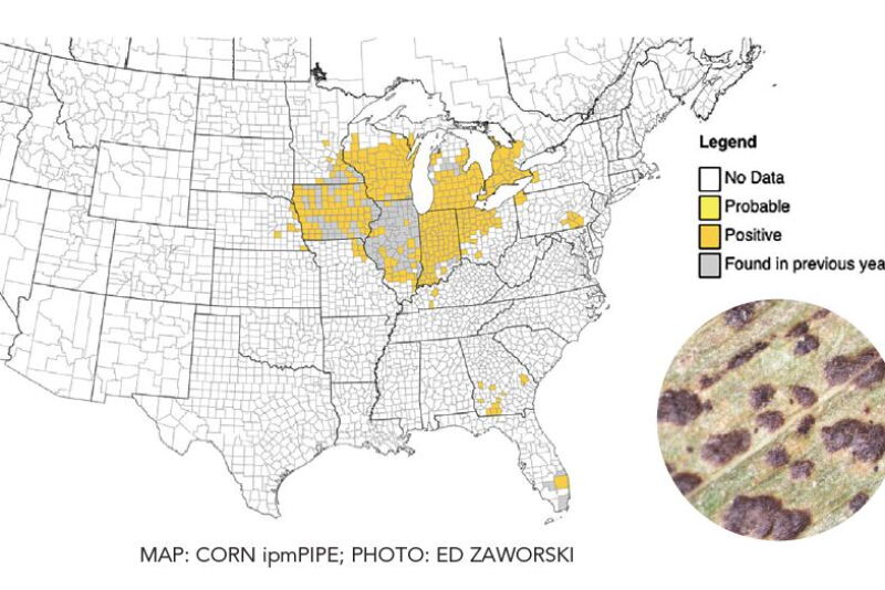 Since 2015, tar spot has expanded its footprint from Illinois, Indiana, and other midwestern states and notably Nebraska, Georgia, Kentucky, and Pennsylvania added confirmed fields this year.  