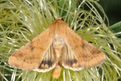 Corn earworm adult 