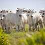 Brazilian Nellore cattle