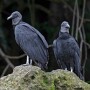 Black vultures