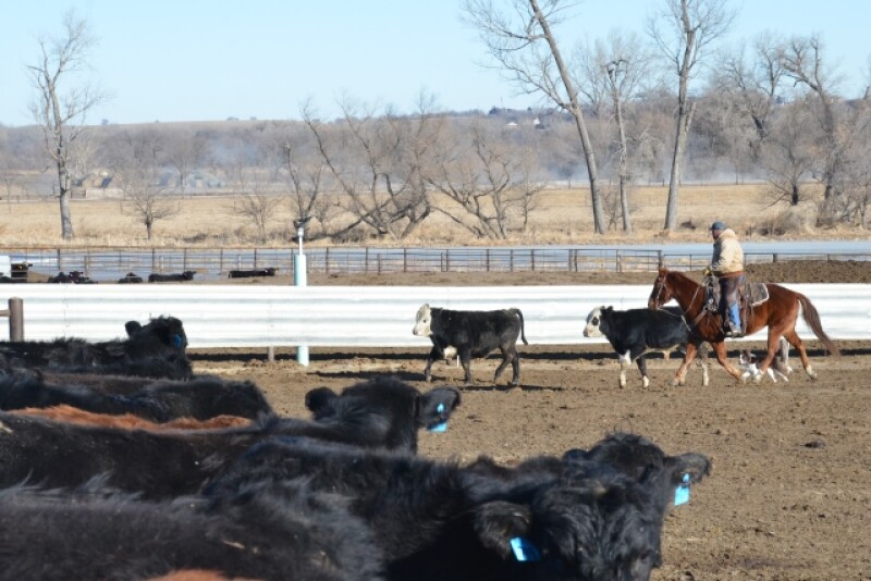 BT_Pen_Rider_Feedlot